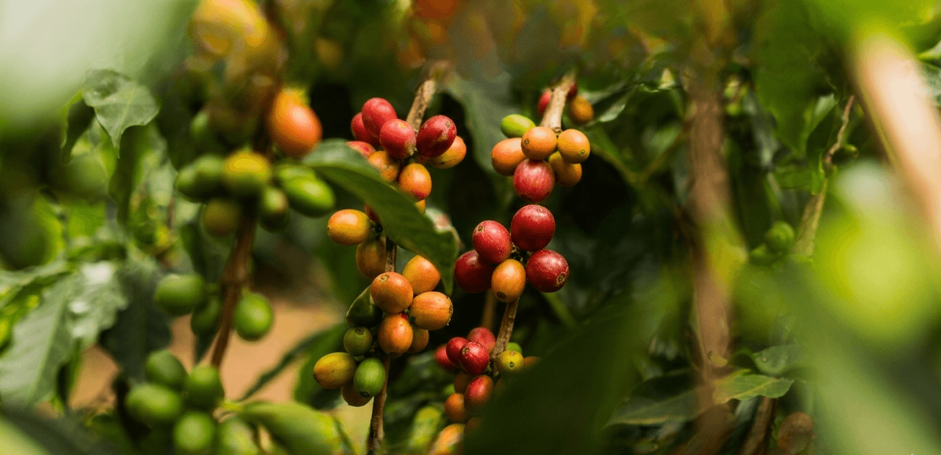 Granos de café de El Salvador