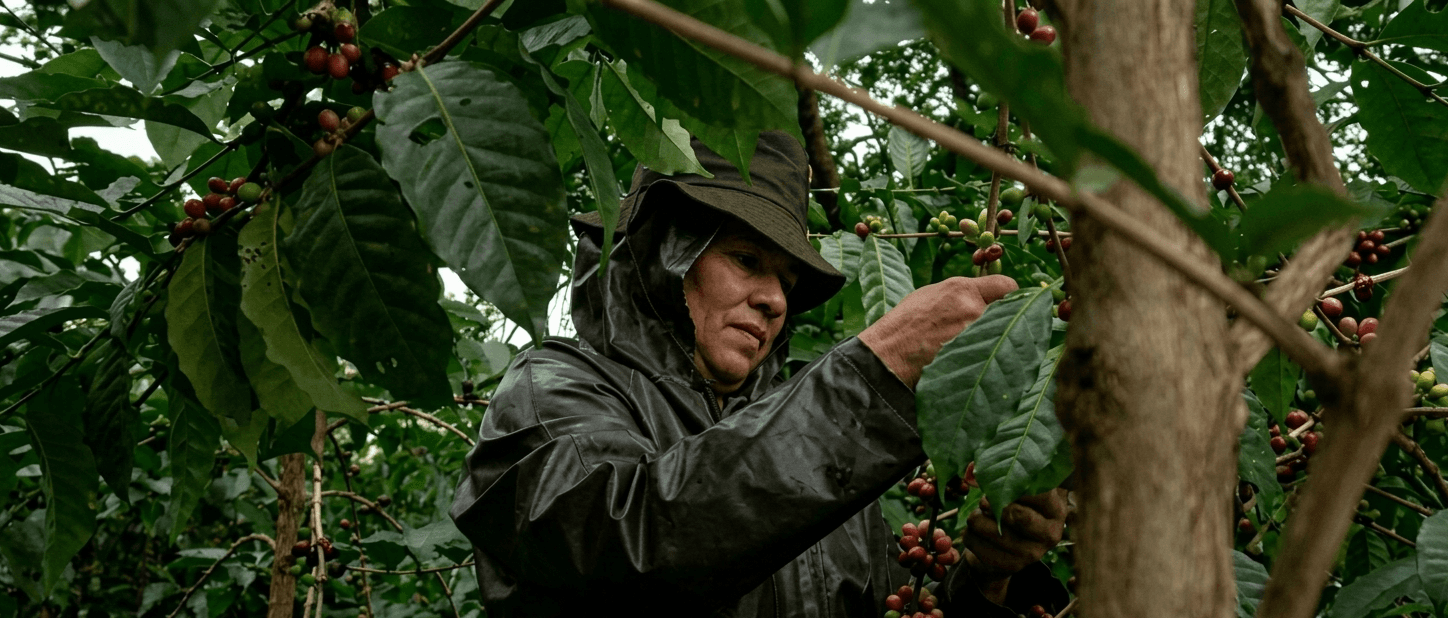 Campo de café salvadoreño