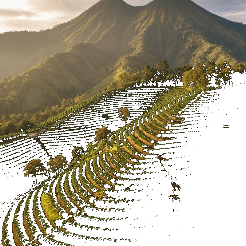 Plantacion de cafe en tierras volcanicas de El Salvador